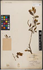 Foto von Salix wilsonii Seemen